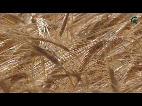 Winter Barley Varieties - Calypso & Puffin