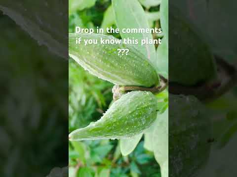 #milkplant #milky #plants