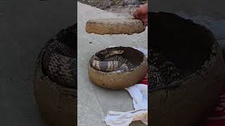 Download lagu Padma Kaute | Snake Vlog | Village trip | snake Story | GrowLive mp3 Download lagu Padma Kaute | Snake Vlog | Village trip | snake Story | GrowLive mp3
