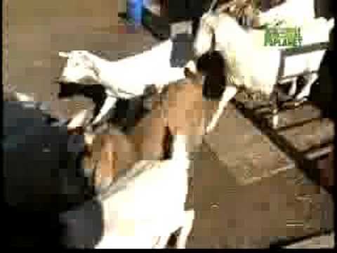 Breed All About It - Australian Cattle Dog