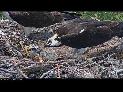 Osprey Family Reunion During Fish Delivery In Savannah – May 17, 2018