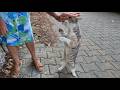 Tuxie The Cat And Her Friend Are Asking Us For Food With All Their Cuteness