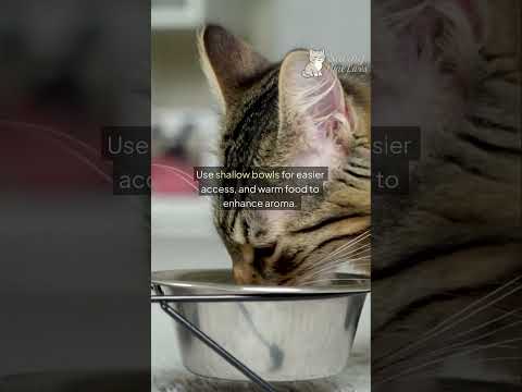 How to Feed a Cat With No Teeth: Soft Food Strategies for Senior and Toothless Cats