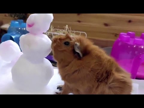豚鼠吃素，吃雪，吃得津津有味。 (Guinea pigs chow down on veggies and snow)