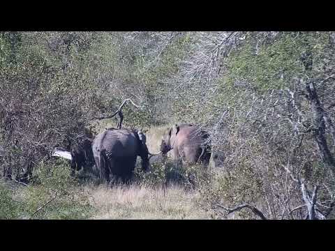 Djuma: Buffalo herd rests off Open Area, Elephants, Impala and then Hadeda Ibis - 13:22 - 06/12/2023
