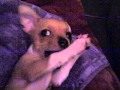 Showtime Chihuahua Crying Like A Baby And Biting Herself Cute