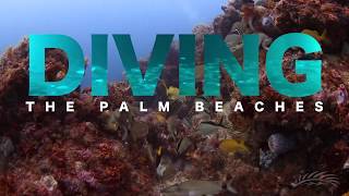 Diving In The Palm Beaches