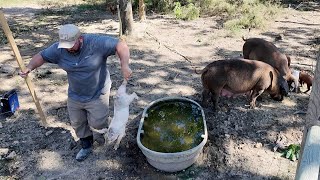 Big Mistake - They Chased Me Down - Taking Their Baby Pigs