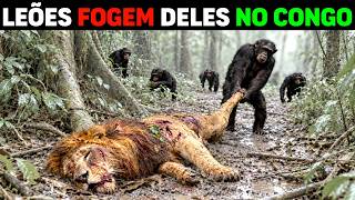🚨 Chimpanzés PLANEJAM e EXTERMINAM Rivais, ATACAM Aldeias e CAÇAM Leões