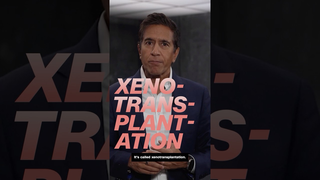 Pigs may be a solution to organ shortage