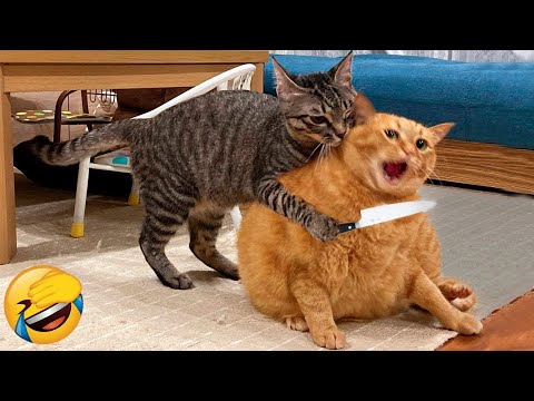 Essayer de ne pas rire meilleurs chiens et chats drôles partie 4
