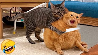 Essayer de ne pas rire meilleurs chiens et chats drôles partie 4