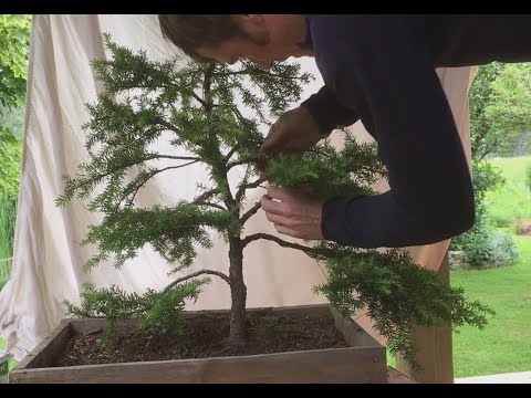 Hemlock Bonsai 2nd style