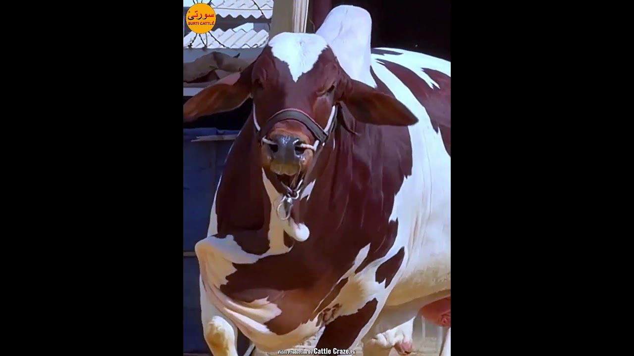 Oreo Surti Cattle Farm