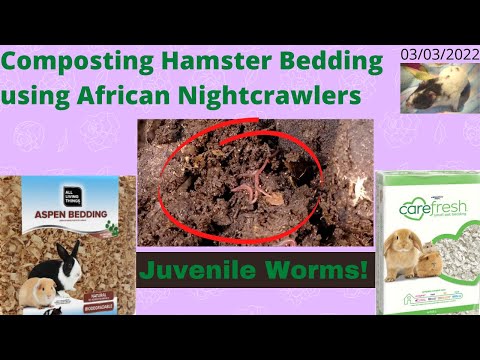 Compost Hamster Bedding with ANCs - Juvenile Worms!! 03/03/2022