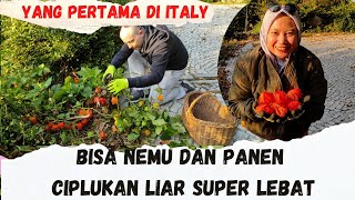 Download lagu Panen  Buah Ciplukan / Cecendet Liar Super Lebat Di Italy mp3