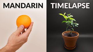 Mandarin tree Time-lapse 144 Days