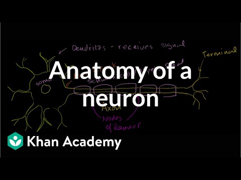 Neuron: Anatomy