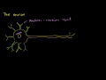 Neuron: Anatomy Video Tutorial
