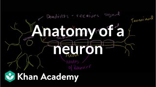 Anatomy of a Neuron