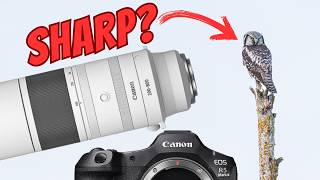 Is the RF 200-800mm Worth It on the Canon R5 MKII?