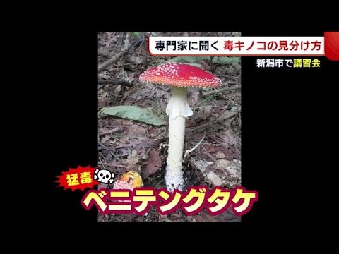 園芸 キノコの見分け方は?