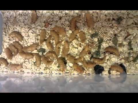 How To Breed Superworms (Best Method)