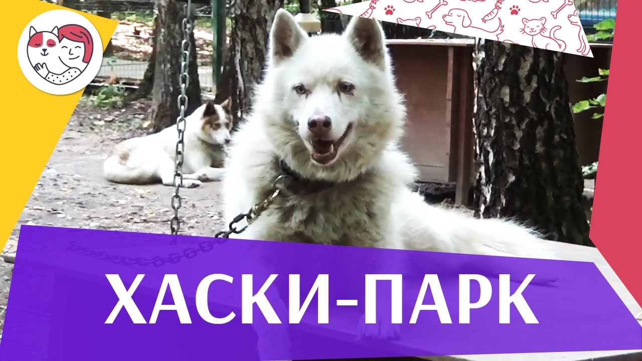 Хаски-парк на ilikepet