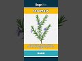 rosemary - a fragrant herb used in... video thumbnail
