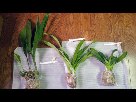 New orchids from Ecuagenera