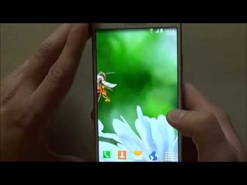 Daisies Flowers Live Wallpaper Video
