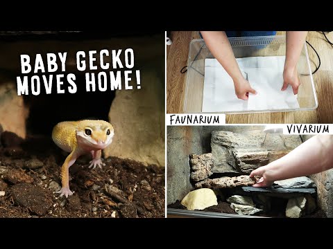 How To Set Up Tanks For Baby Leopard Geckos | MOVING DAY