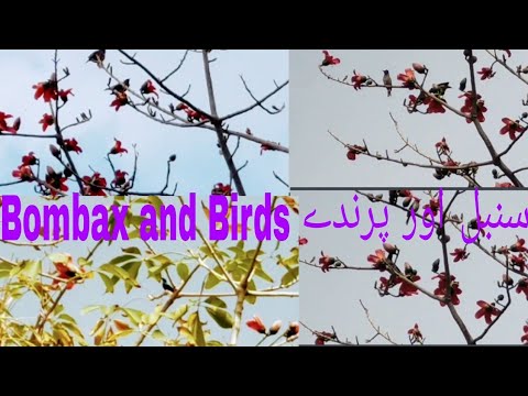 Bombax or Sumbul Blossom and Birds سنبل کے پھول اور پرندے  #bombax #sumbulflowers #birds