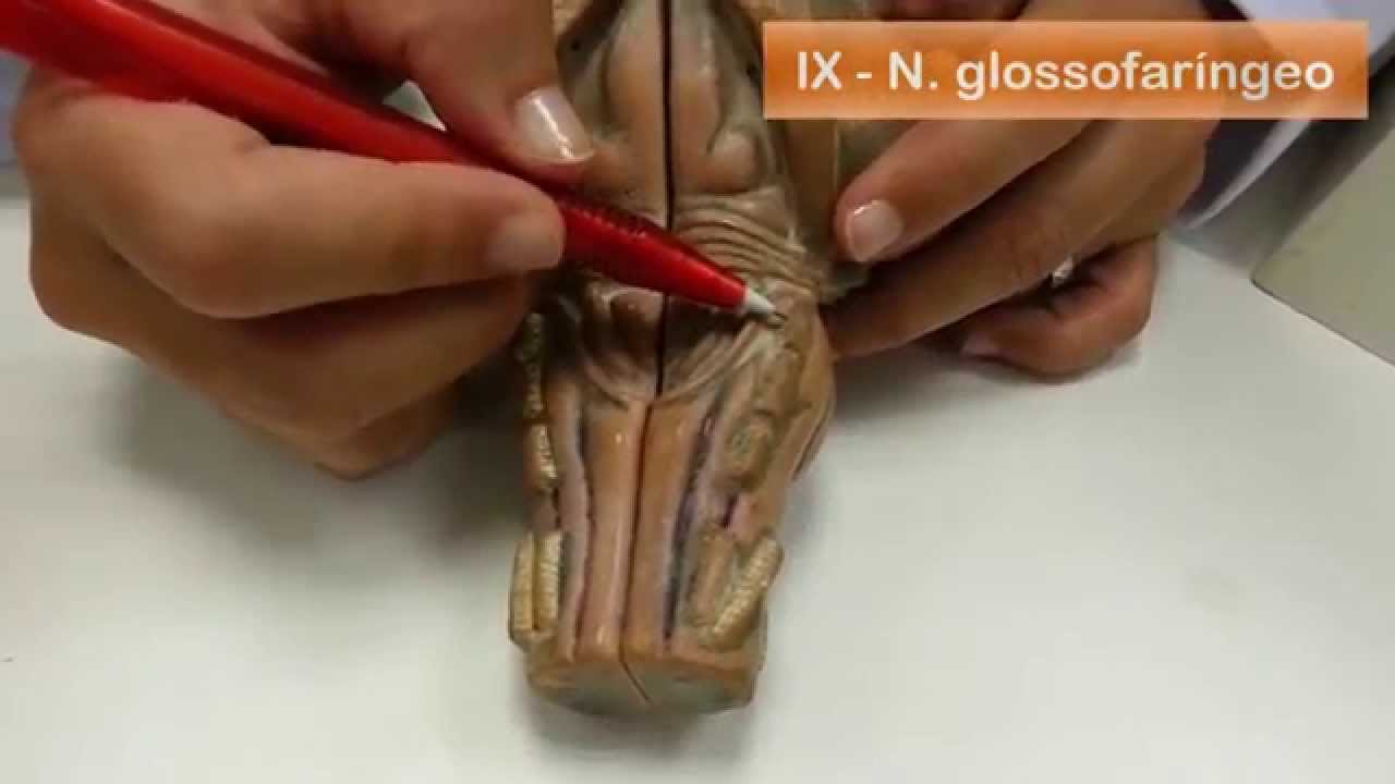 Tronco encefálico - parte 2: Bulbo