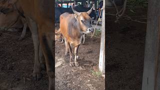 Download lagu calon sapi jumbo, sapi Bali super #shorts #banteng #hewan #bull mp3