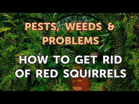 YouTube video about: How to get rid of red squirrels in garage?