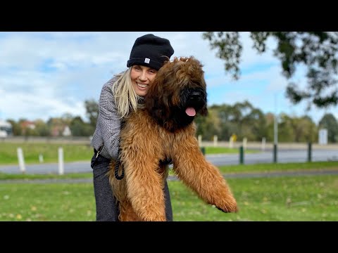 Dog Tricks with Frankie the Briard and owner Justyna