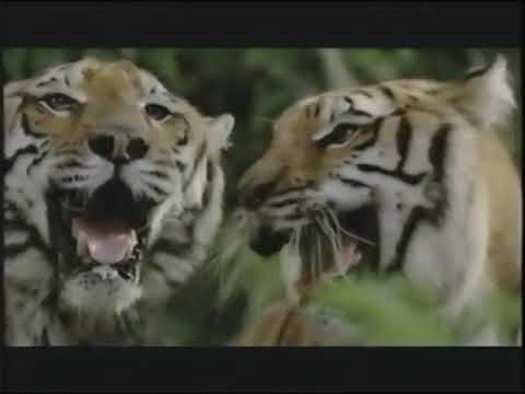 Two Brothers Trailer 2004