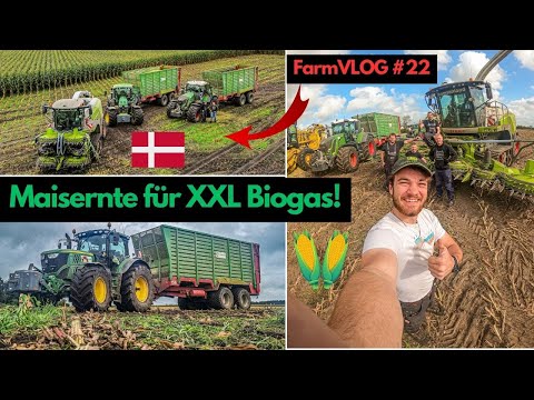 FarmVLOG #22 | VOLLGAS im Maisfieber!!!! | Maisernte in Dänemark - LU Thomsenland | Consti Clips