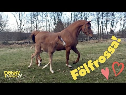 SÖTA FÖL med sååå mycket spring i benen! | Penny & Friends