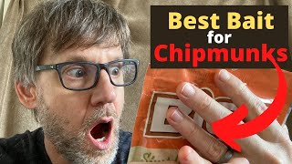 Best Bait for Chipmunks