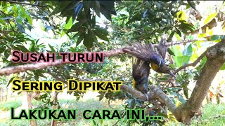 Download lagu Trik Jitu Pikat Burung Kolibri Kelapa/Manggar mp3