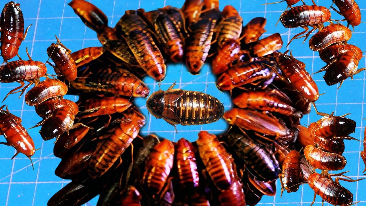 100 Туркменских Тараканов Загнали Аргентинского Таракана В Угол. И Вот, Что Бы