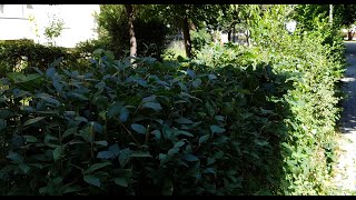 Einhell Arcurra Power-X-Change 18v cordless hedge trimmer part 2-overgrown hedge.