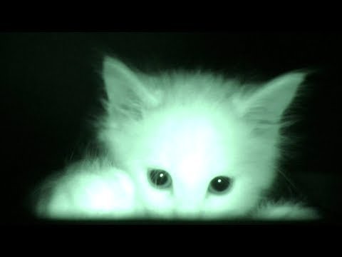 What Kittens Do At Night...