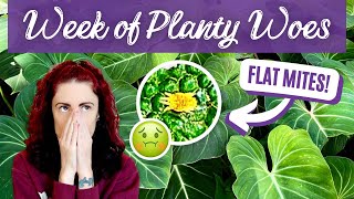 Planty Misfortunes: My Week of Epic Planty Fails