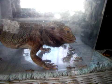 My Bearded Dragon eats 20 crickets in 45 seconds.