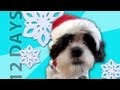 Animals Sing "12 Days of Christmas" 