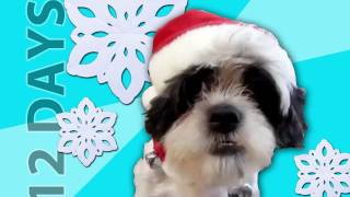 Animals Sing 12 Days of Christmas