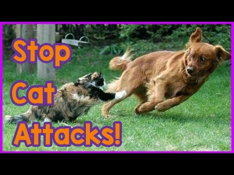 How to Stop Your Cat Attacking Your Dog! Tips On How to Stop Your Cat Being Aggressive to Your Dog!